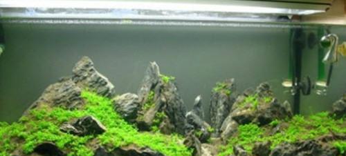 水族箱換水有講究 操作不當(dāng)只能眼睜睜看著魚兒死去